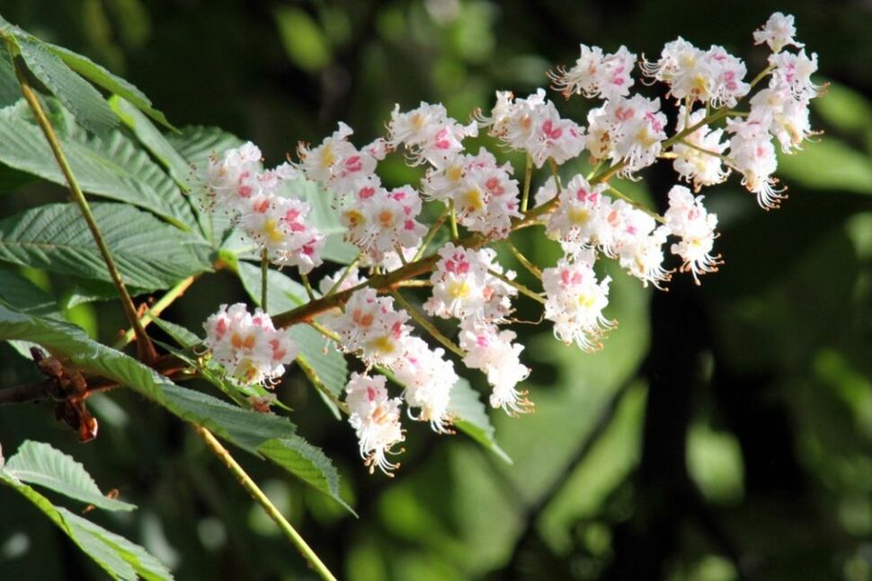 Flores de castiñeiro para combater as varices na casa